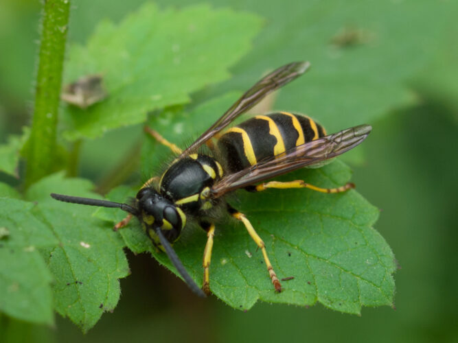 Ongoing Drought Bringing ‘Hangry’ Yellow Jackets to the Surface in Droves